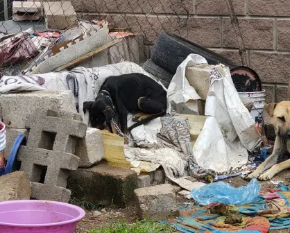 Rescatan a tres perros víctimas de maltrato extremo en Almoloya de Juárez, Edomex