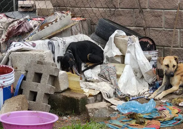 Rescatan a tres perros víctimas de maltrato extremo en Almoloya de Juárez, Edomex