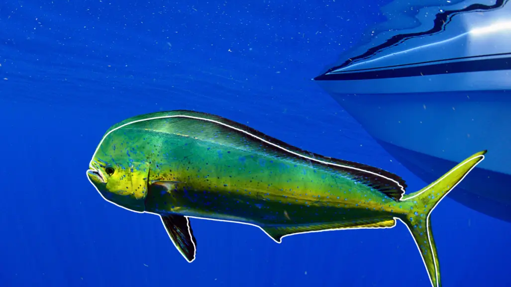 5 cosas que debes saber sobre el dorado en Baja California Sur