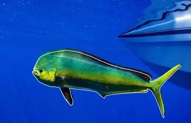 5 cosas que debes saber sobre el dorado en Baja California Sur