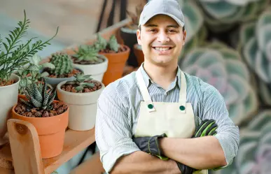 5 errores que debes evitar si tienes suculentas en maceta dentro de casa