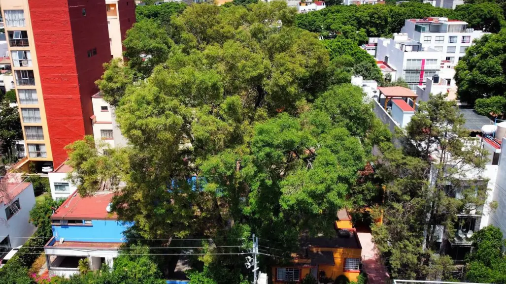 Árboles protegidos en CDMX: ¿qué son, dónde están y qué significa ser patrimonio natural?