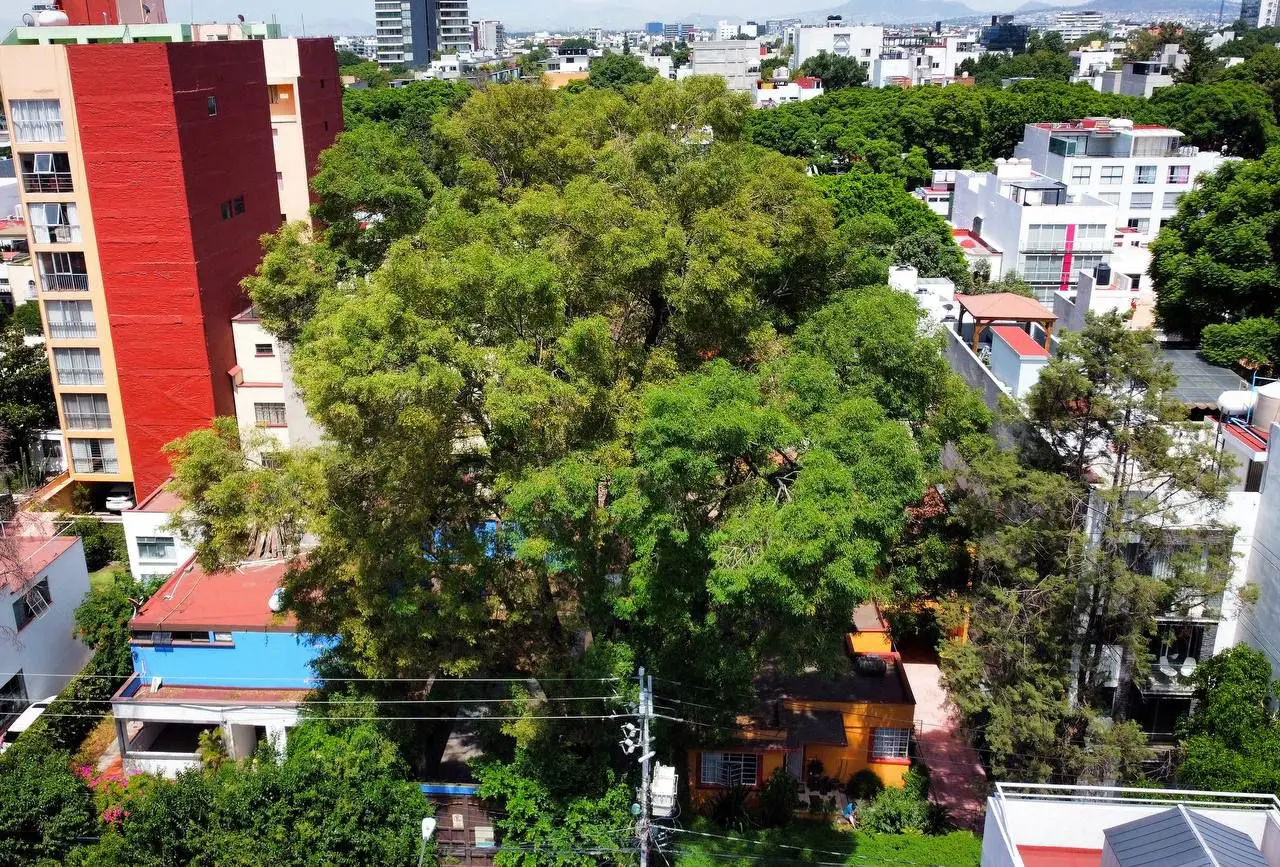 Árboles en CDMX. Foto: Gobierno CDMX | Sedema