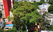 Árboles protegidos en CDMX: ¿qué son, dónde están y qué significa ser patrimonio natural?