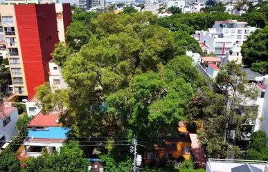 Árboles protegidos en CDMX: ¿qué son, dónde están y qué significa ser patrimonio natural?