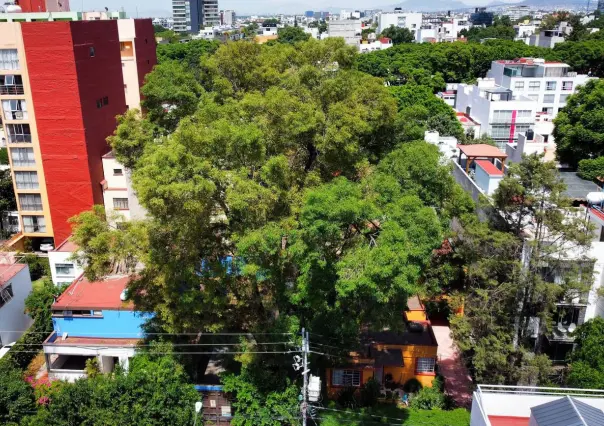 Árboles protegidos en CDMX: ¿qué son, dónde están y qué significa ser patrimonio natural?