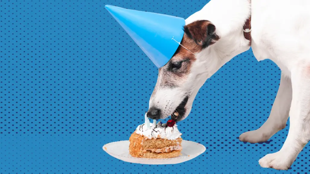 ¿Buscas un pastel para tu perro? Este es saludable y sabroso, aquí te decimos dónde encontrarlo