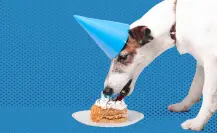 ¿Buscas un pastel para tu perro? Este es saludable y sabroso, aquí te decimos dónde encontrarlo