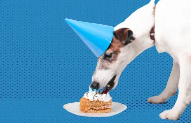 ¿Buscas un pastel para tu perro? Este es saludable y sabroso, aquí te decimos dónde encontrarlo