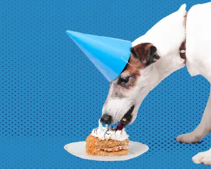 ¿Buscas un pastel para tu perro? Este es saludable y sabroso, aquí te decimos dónde encontrarlo