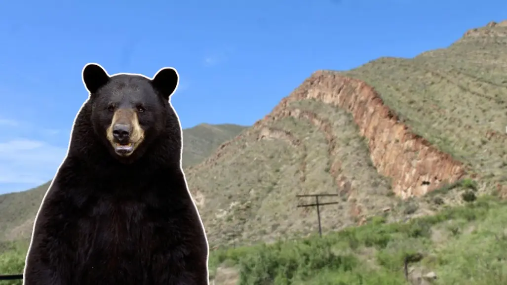 Guardia Forestal rescata oso negro en parque industrial de García, Nuevo León