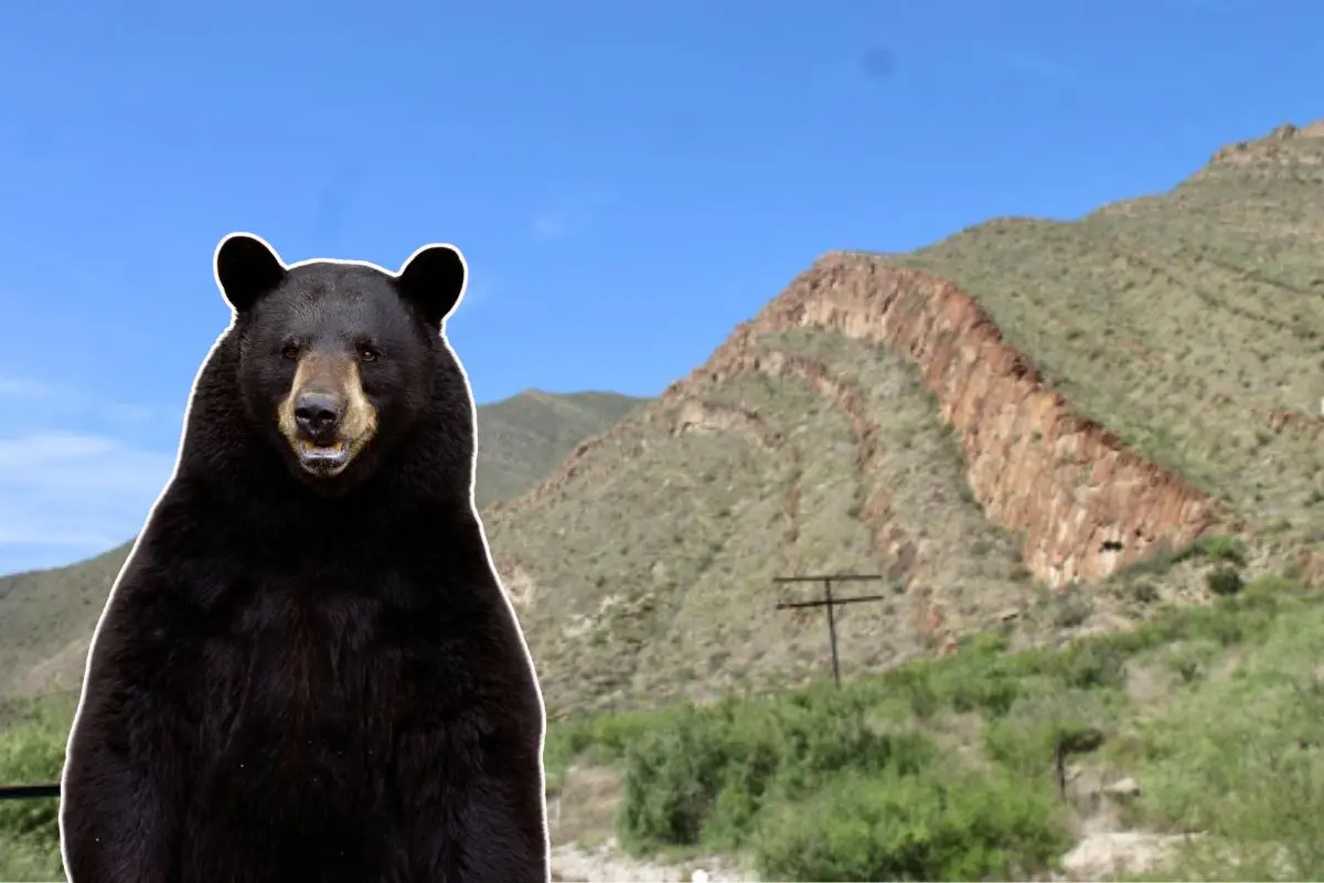 Existen alrededor de 700 osos negros americanos que se acercan a zonas urbanas en busca de comida Foto: Canva