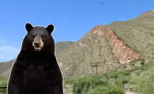 Guardia Forestal rescata oso negro en parque industrial de García, Nuevo León