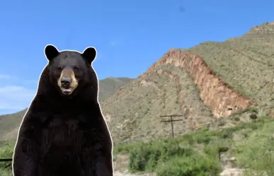 Guardia Forestal rescata oso negro en parque industrial de García, Nuevo León