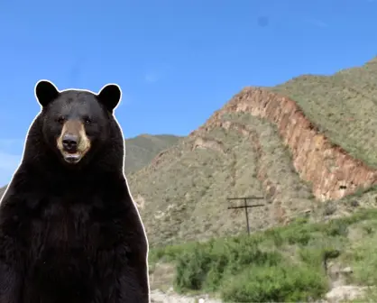 Guardia Forestal rescata oso negro en parque industrial de García, Nuevo León