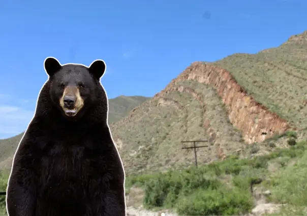 Guardia Forestal rescata oso negro en parque industrial de García, Nuevo León