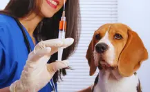 Gobierno de Zuazua invita a la Gran Feria Tú Mascota con servicios gratuitos