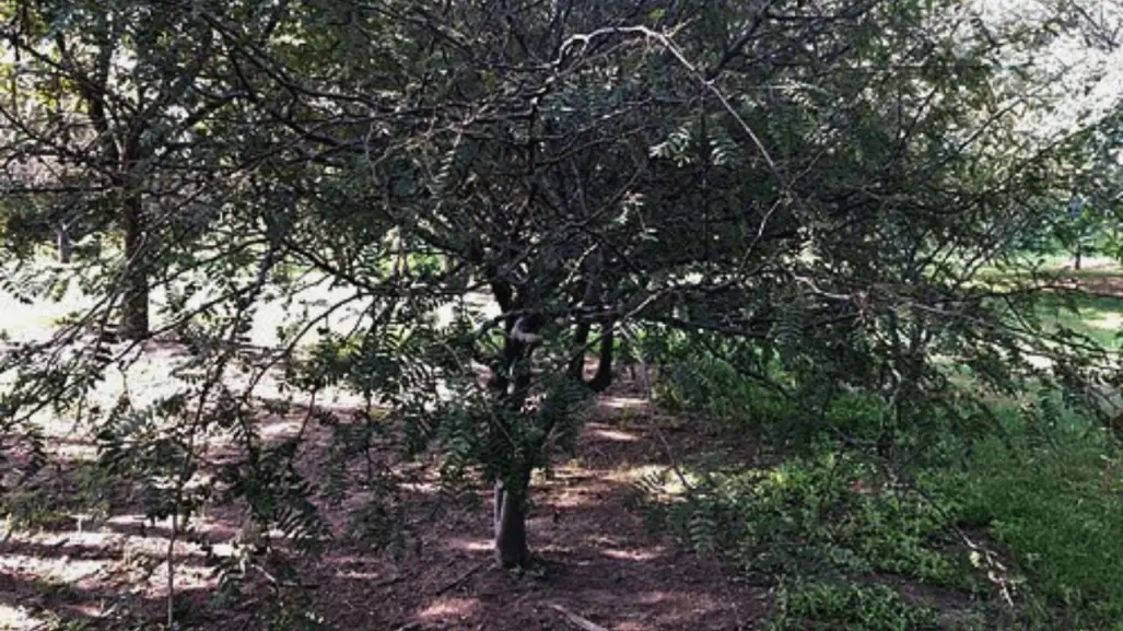 El árbol nativo de Edomex que produce la resina sagrada usada en rituales prehispánicos