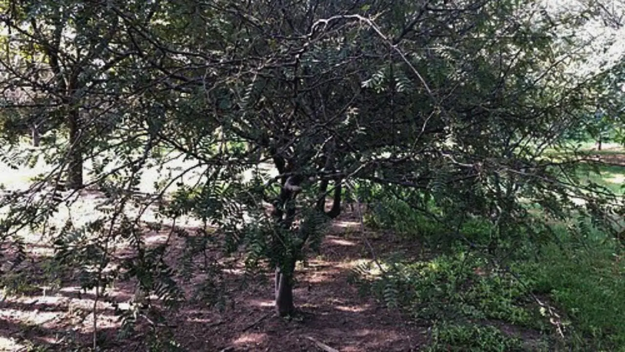 El árbol nativo de Edomex que produce la resina sagrada usada en rituales prehispánicos. Foto: biodiversidad / wikipedia / Más de MX