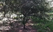 El árbol nativo de Edomex que produce la resina sagrada usada en rituales prehispánicos