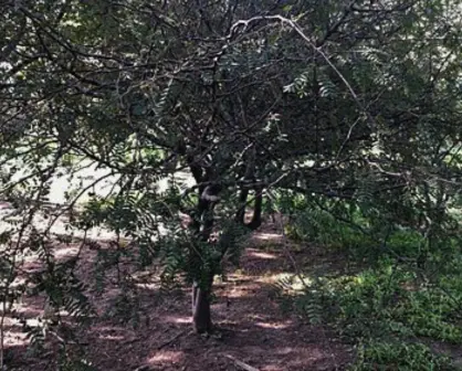 El árbol nativo de Edomex que produce la resina sagrada usada en rituales prehispánicos