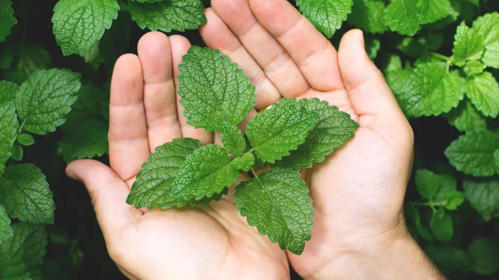 Guía práctica para hacer abono casero para menta y acelerar su crecimiento en maceta