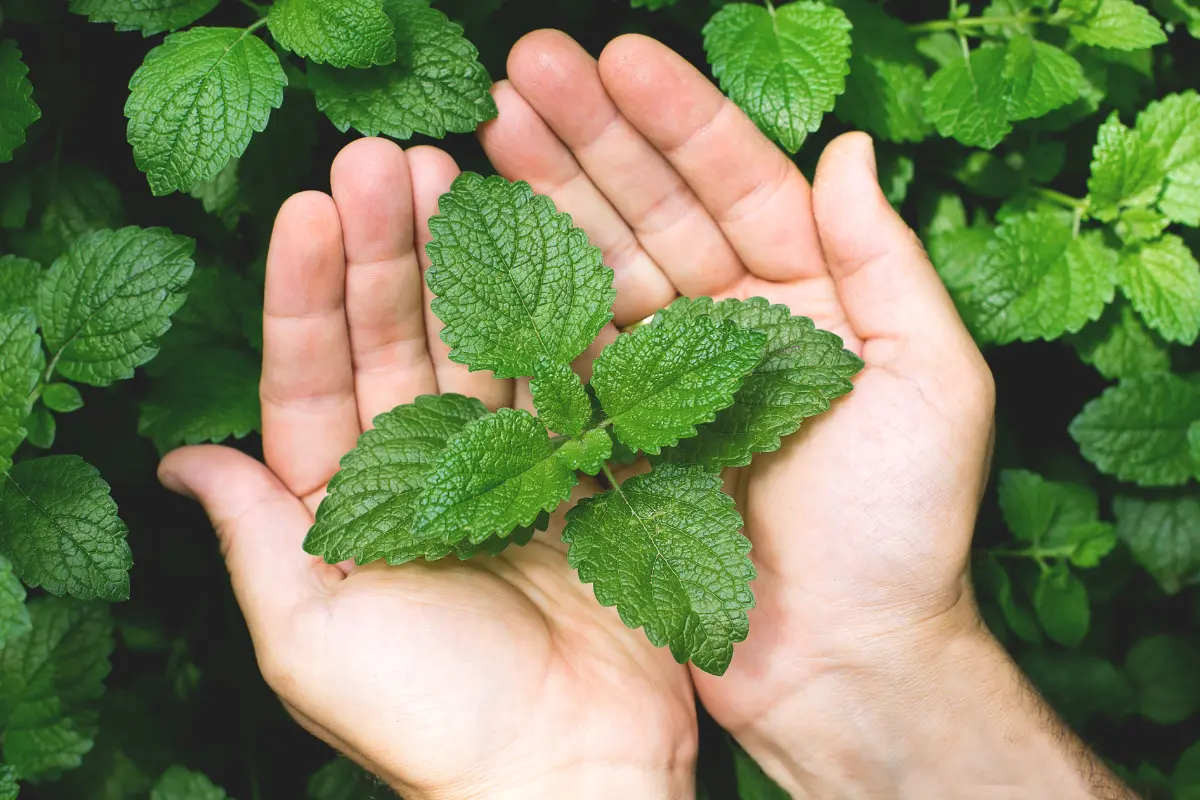 Con abono casero se puede hacer crecer rápido y sana la menta en maceta. Foto: Canva