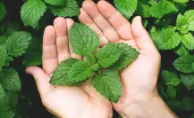 Guía práctica para hacer abono casero para menta y acelerar su crecimiento en maceta