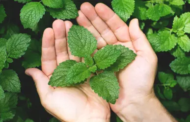 Guía práctica para hacer abono casero para menta y acelerar su crecimiento en maceta