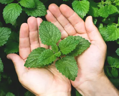 Guía práctica para hacer abono casero para menta y acelerar su crecimiento en maceta