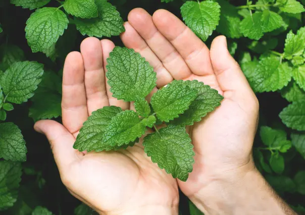Guía práctica para hacer abono casero para menta y acelerar su crecimiento en maceta