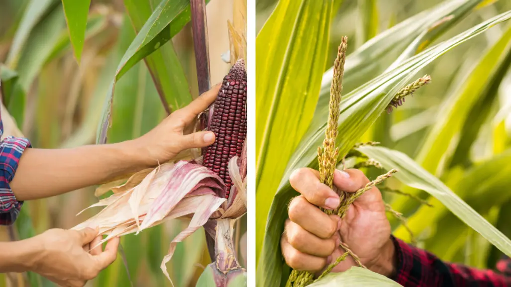 Cosecha de sorgo y maíz en Tamaulipas por los suelos por esta razón