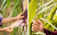 Cosecha de sorgo y maíz en Tamaulipas por los suelos por esta razón