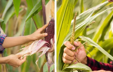 Cosecha de sorgo y maíz en Tamaulipas por los suelos por esta razón