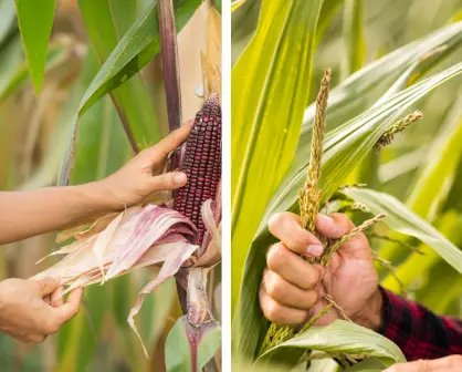 Cosecha de sorgo y maíz en Tamaulipas por los suelos por esta razón