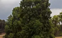 El pueblo de Jalisco que tiene un ahuehuete con más de 500 años de antigüedad