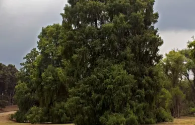 El pueblo de Jalisco que tiene un ahuehuete con más de 500 años de antigüedad