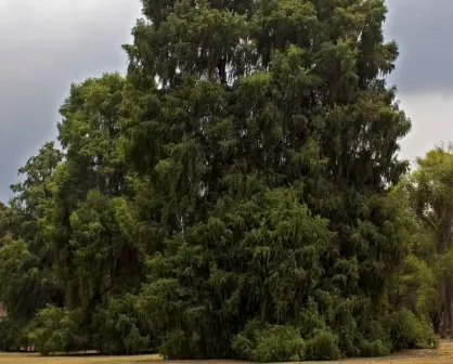 El pueblo de Jalisco que tiene un ahuehuete con más de 500 años de antigüedad