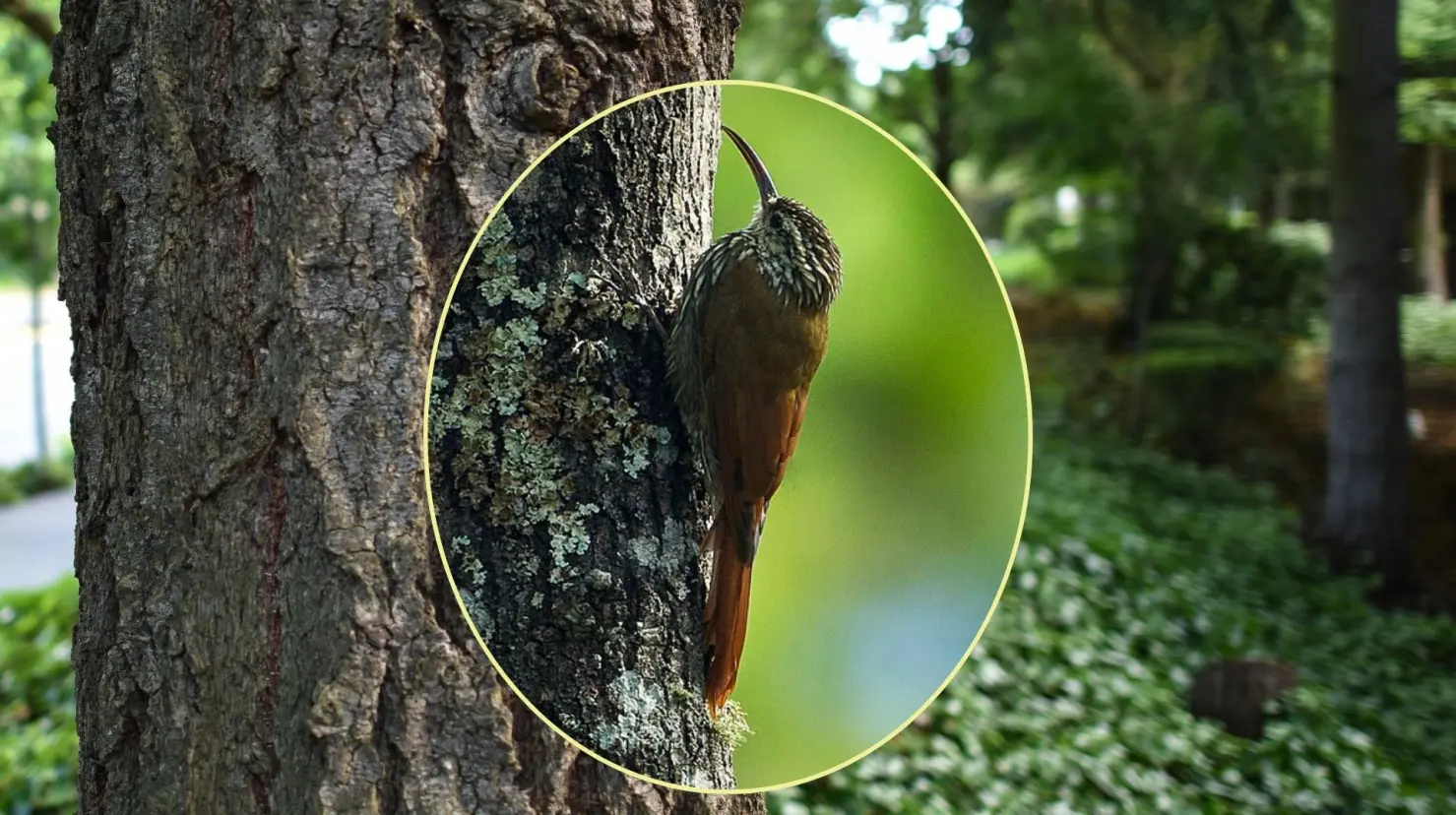 Esta ave nativa de Durango tiene una forma peculiar de trepar árboles. Foto: Especial.