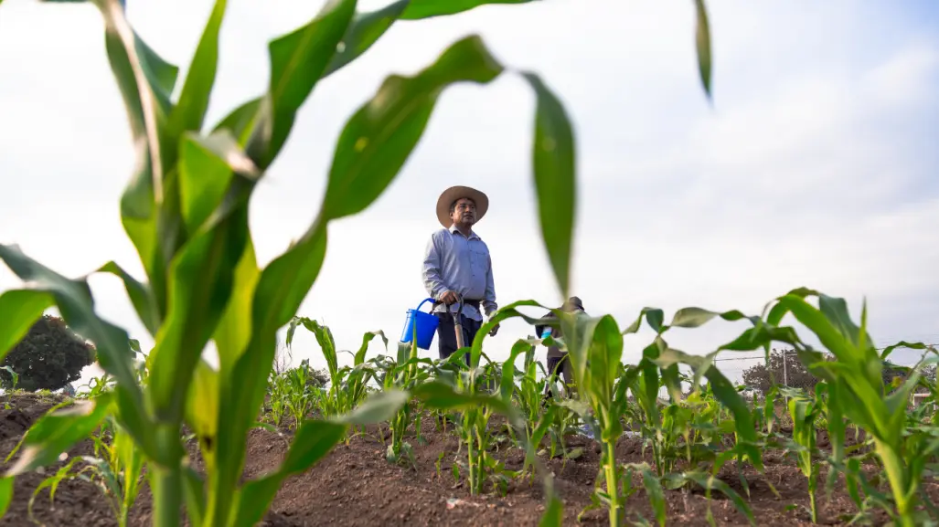 El campo de Durango enfrenta una nueva amenaza, ¿de qué se trata?