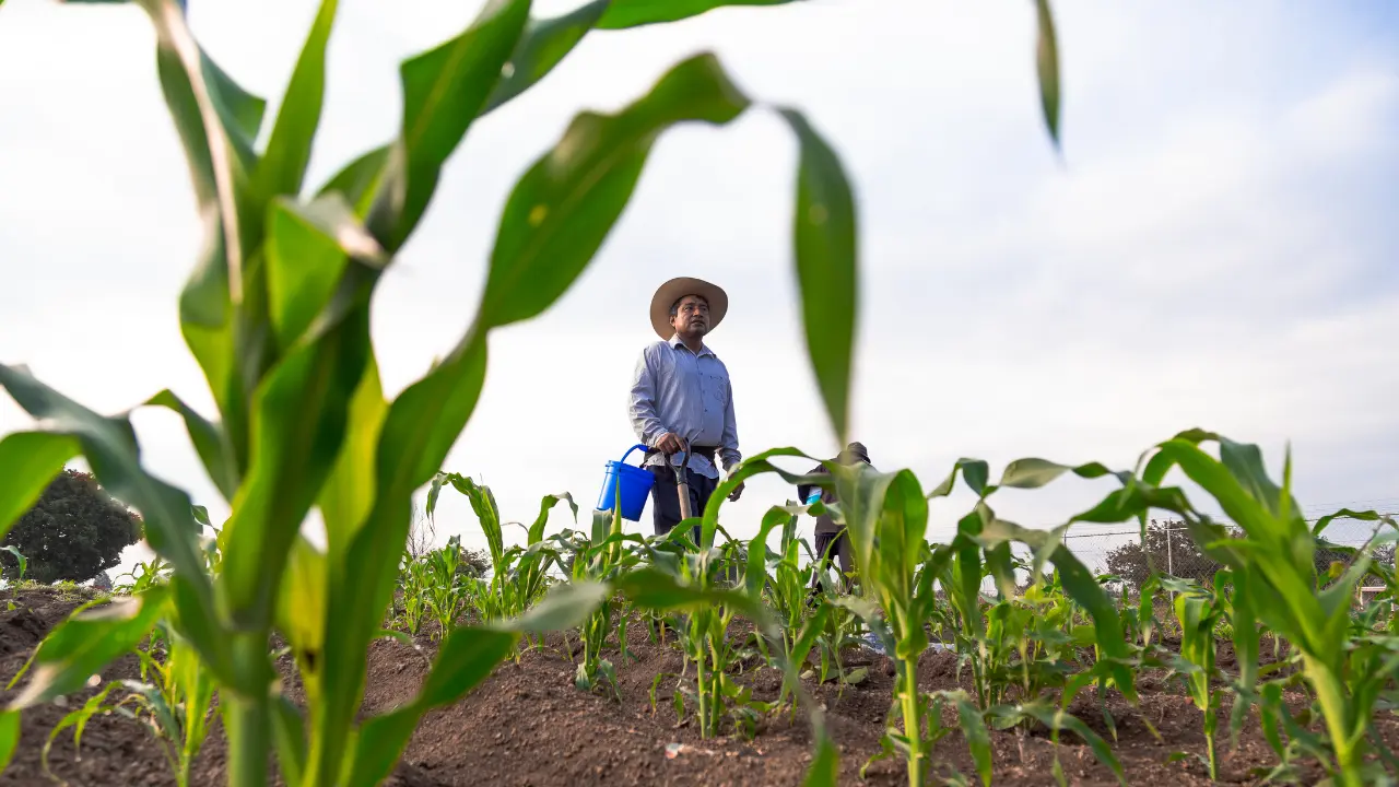 El campo de Durango enfrenta una nueva amenaza, aunque las últimas lluvias han sido positivas. Foto: Canva.