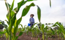 El campo de Durango enfrenta una nueva amenaza, ¿de qué se trata?