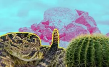Carne de víbora, ¿Cuáles son sus beneficios y riesgos por consumirla?