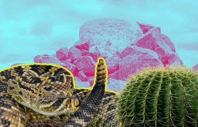 Carne de víbora, ¿Cuáles son sus beneficios y riesgos por consumirla?