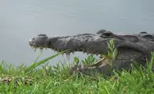 Piden UMA para controlar cocodrilos en Altamira ante riesgo ambiental y sanitario