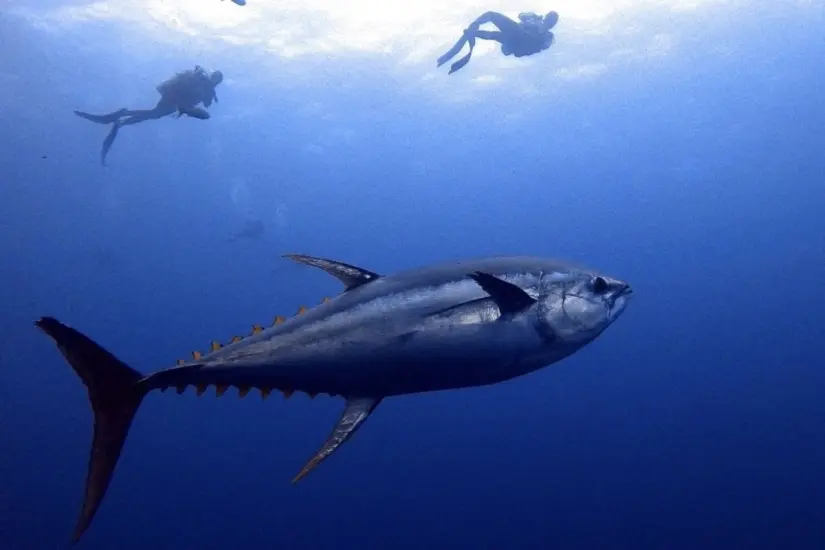 Foto: iNaturalist