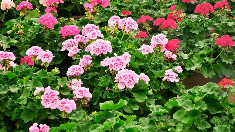 Foto: Canva.