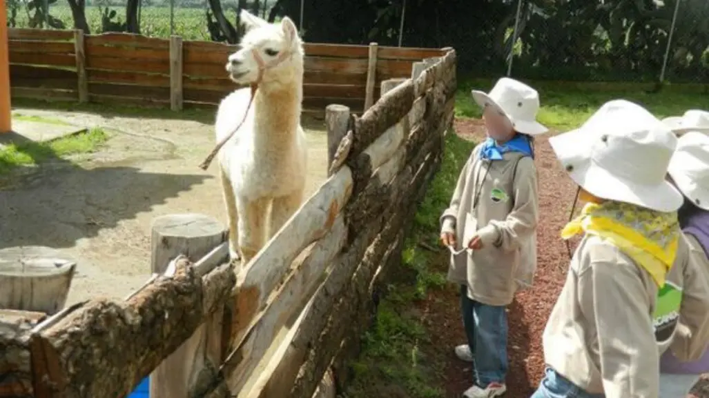 Curso de verano en zoológico de Zacango incluye contacto con animales, estos son los requisitos