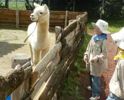 Curso de verano en zoológico de Zacango incluye contacto con animales, estos son los requisitos