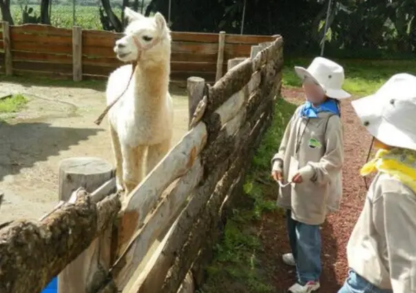 Curso de verano en zoológico de Zacango incluye contacto con animales, estos son los requisitos